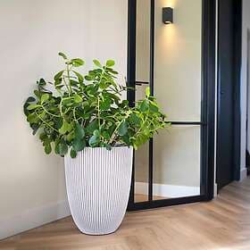 vidaXL Capi Vas elegant Groove 46x58 cm ivory 445499