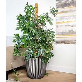 vidaXL Capi Blomkruka Groove 43x41 cm antracit 445493