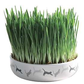 Trixie Cat Grass with Ceramic Bowl 50g