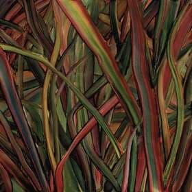 Gengahr Where Wilderness Grows LP
