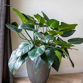vidaXL Pot Groove 46x58 cm Anthracite Grey