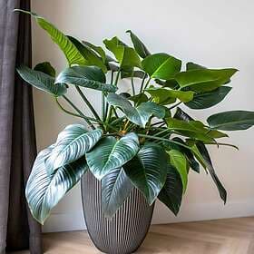 vidaXL Capi Vase Groove 34x46cm Anthracite Grey